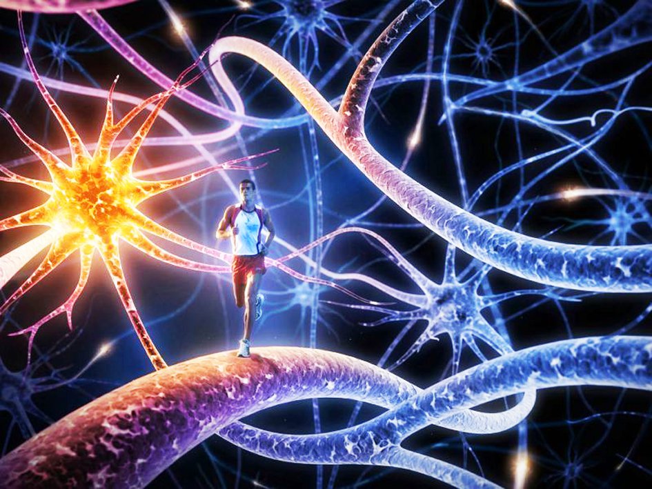 Важность физического тела и быстрых нейронов
